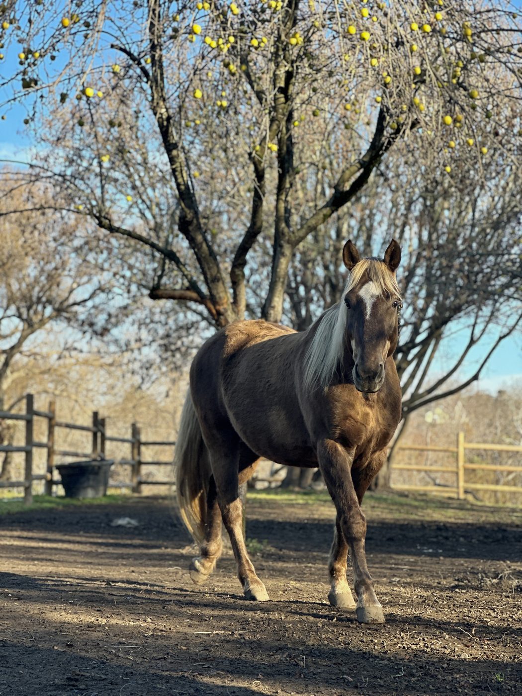 Jenny's horse Prince